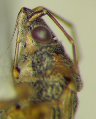 Nysius graminicola