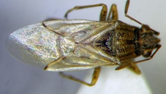 Nysius graminicola