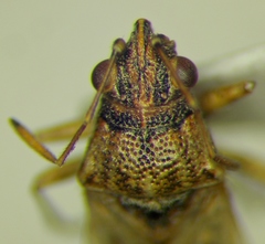 Nysius graminicola