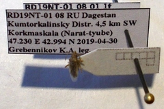 Nysius graminicola