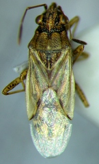 Nysius graminicola