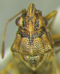 Nysius graminicola