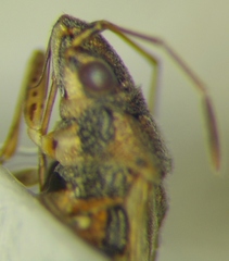 Nysius graminicola
