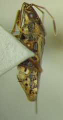 Nysius graminicola
