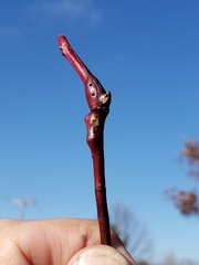 Diplolepis nodulosa