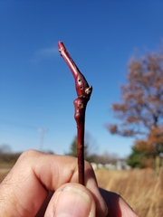 Diplolepis nodulosa