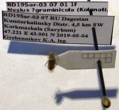 Nysius graminicola