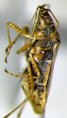 Nysius graminicola