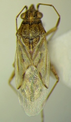 Nysius graminicola