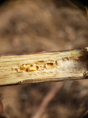 Antistrophus