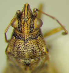 Nysius graminicola