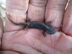 Tylototriton himalayanus