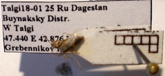 Nysius graminicola