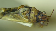 Nysius graminicola