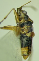 Nysius graminicola