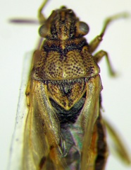Nysius graminicola