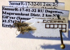 Nysius helveticus