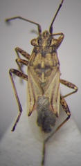 Nysius helveticus