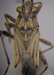 Nysius helveticus