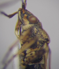 Nysius helveticus
