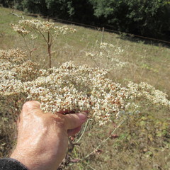 Eriogonum multiflorum