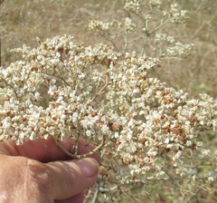 Eriogonum multiflorum