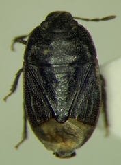 Ochetostethus opacus