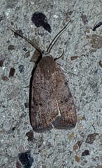 Micrathetis triplex