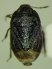 Ochetostethus opacus
