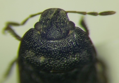 Ochetostethus opacus
