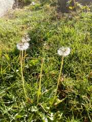 Taraxacum officinale