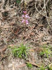 Stylidium productum
