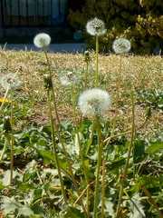 Taraxacum officinale