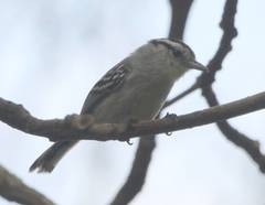 Herpsilochmus atricapillus