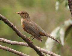 Turdus rufiventris