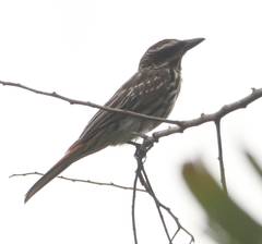 Myiodynastes maculatus