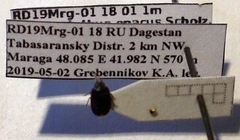 Ochetostethus opacus