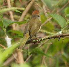 Hylophilus amaurocephalus