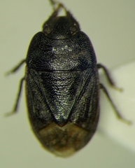Ochetostethus opacus