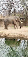 Elephantidae
