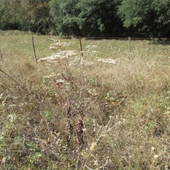 Eriogonum multiflorum