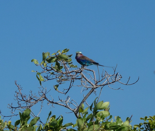Lilac-breasted Roller