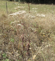 Eriogonum multiflorum