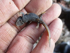 Tylototriton himalayanus