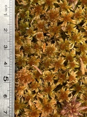 Sphagnum flavicomans