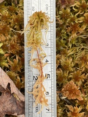 Sphagnum flavicomans