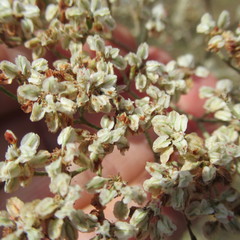 Eriogonum multiflorum