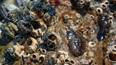 Kaburakia excelsa