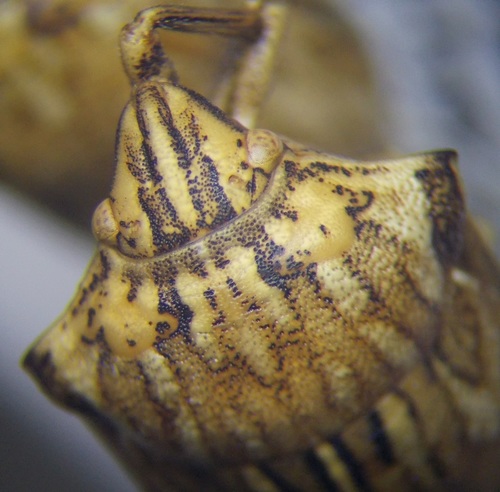 Odontotarsus robustus