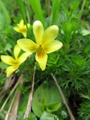 Viola orbiculata